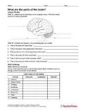 What Are the Parts of the Brain? Human Body Printable (6th-12th Grade